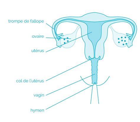 profondeur vagin femme|Le vagin est